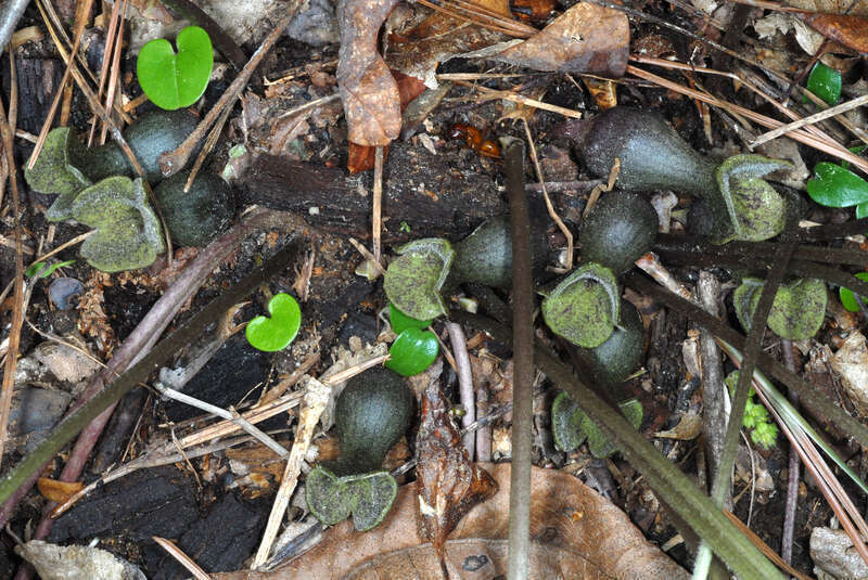 Hexastylis arifolia (Asarum arifolium)