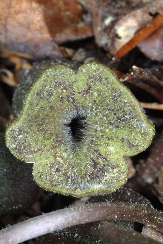 Hexastylis arifolia (Asarum arifolium)