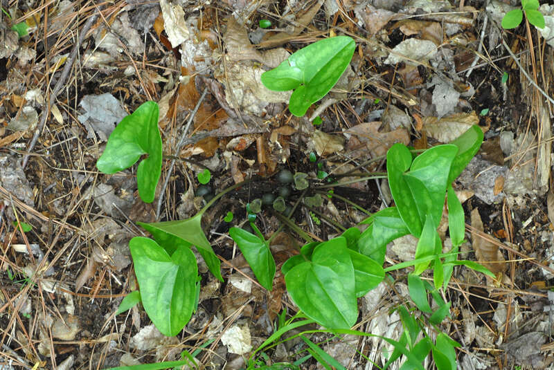 Hexastylis arifolia (Asarum arifolium)