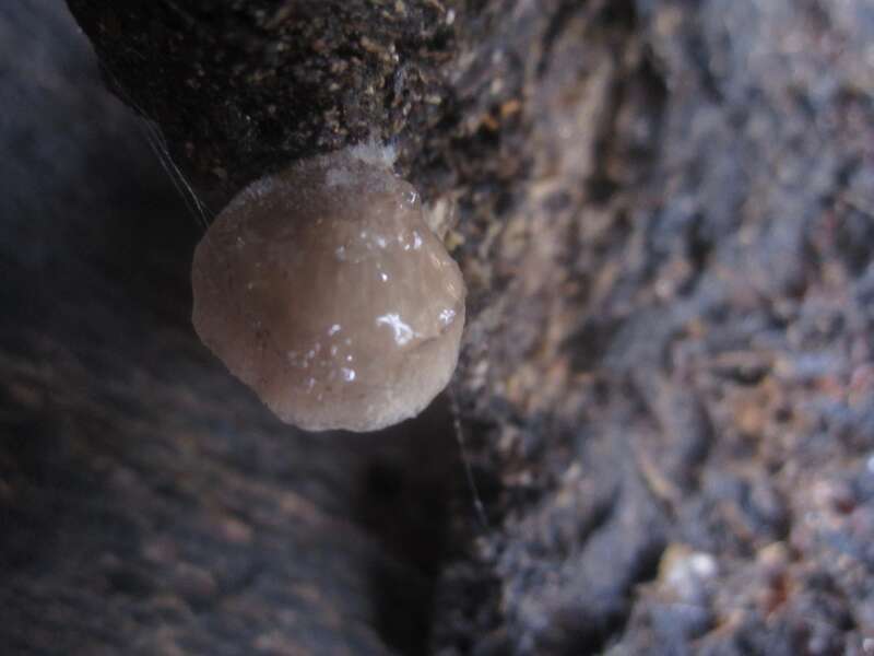 Shadowy Oysterling (Hohenbuehelia grisea)