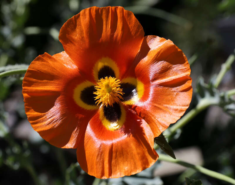 Roter Hornmohn, entdeckt im Botanischen Garten der Universität in Berkeley/Kalifornien