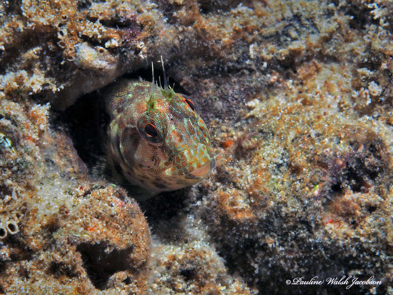 False Oyster Blenny (Hypleurochilus pseudoaequipinnis) in the United States