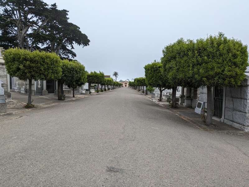 Olive-lined lane in Italian Cemetery in Colma