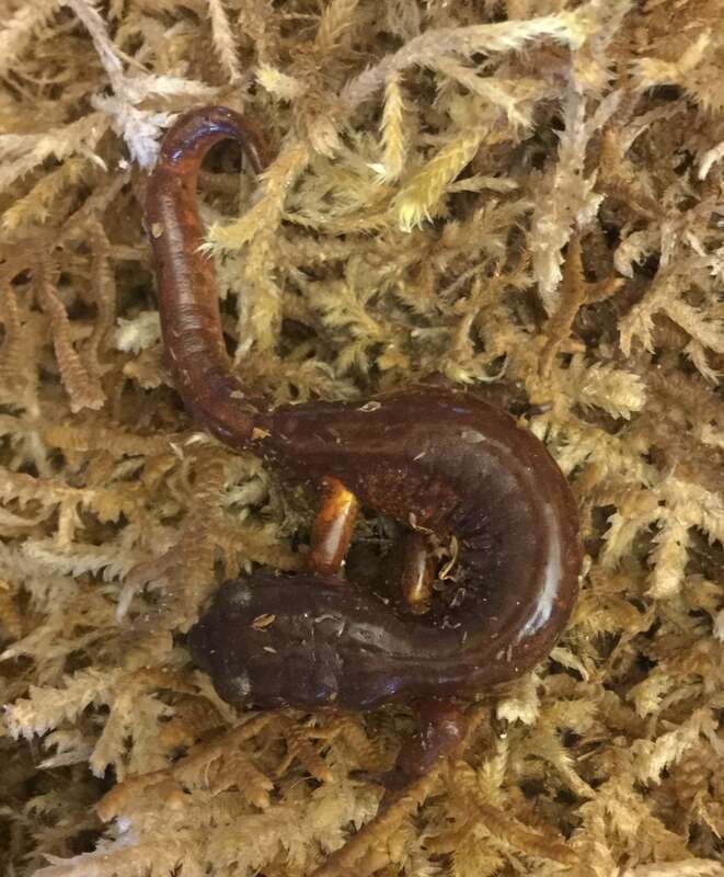 This salamander was found with 11 eggs. A friend created a habitat for the mother and eggs and the eggs all successfully hatched. This salamander is of the Genus Ensatina. They are found in the three west coast states of America, in British Columbia,