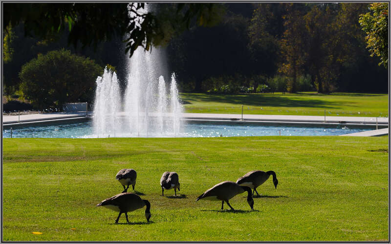 500px provided description: Keeping the grass looking nice and trimmed neat [#autumn ,#geese ,#california ,#fountain ,#canadian goose ,#sigma 120-400 ,#los angegles arboretum]