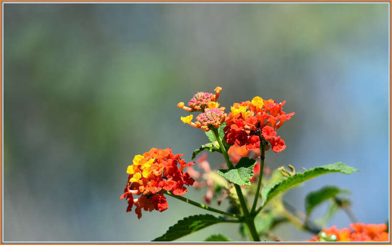 500px provided description: Didn't even see the little mantid until I processed this one. [#red ,#spring ,#flower ,#summer ,#bokeh ,#close-up ,#multi color]