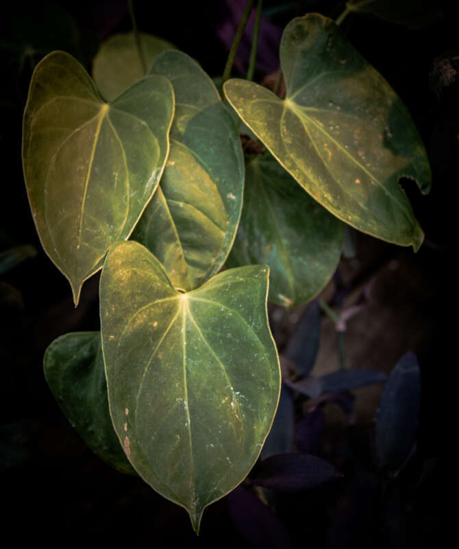 Leaves, UMD Greenhouse