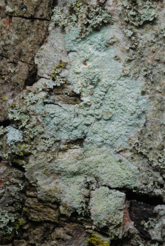 rim lichen (Lecanora conizaeoides)