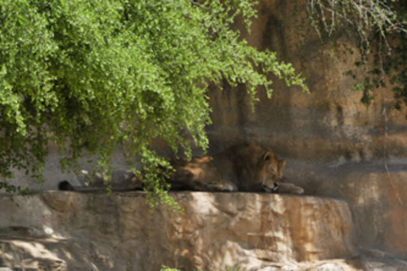 Sleeping lion at San Antonio Zoo