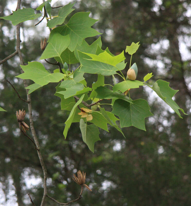 Tulip tree (Liriodendron tulipifera), leaves and large, gray-green buds that will open into &quot;tulips&quot;.  Campus of Duke University near edge of Duke Forest, Durham, North Carolina USA.