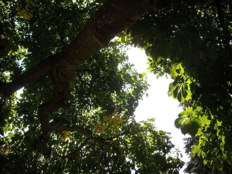 Looking up in the park...