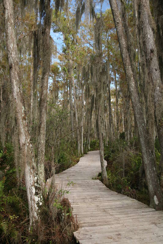Cypress Swamp boardwlak at Loxahatchee National Wildlife Refuge, Florida