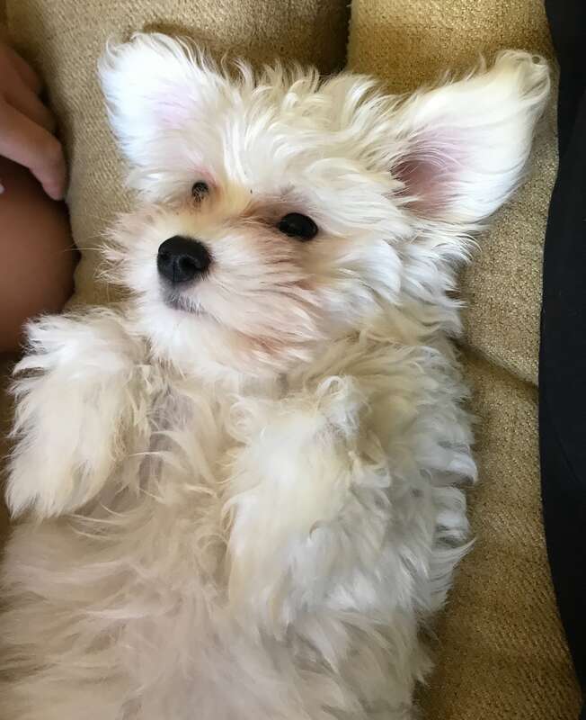 Coton puppy