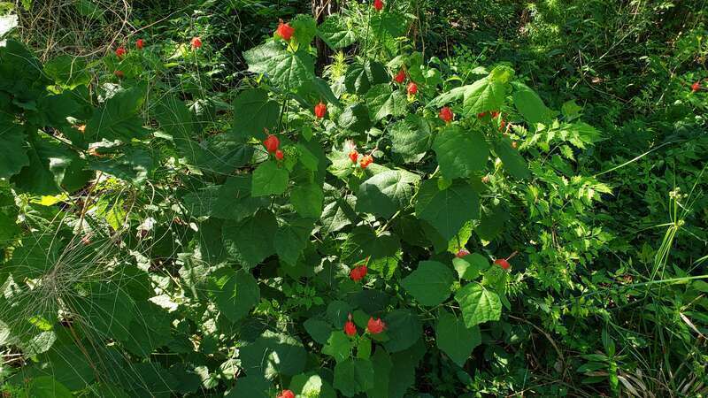 Malaviscus arboreus, Turk's Cap, at Memorial Park in Houston, Texas