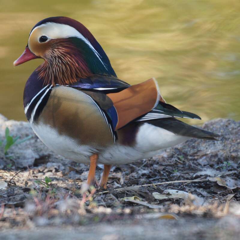 Mandarin duck, male, Yorba Regional Park, Anaheim, California
