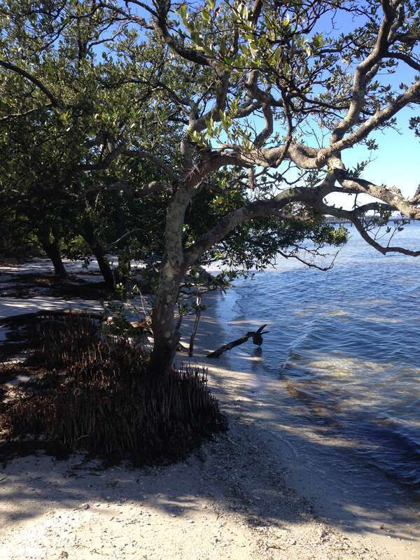 Mangroves along the coast in De Soto National Memorial.