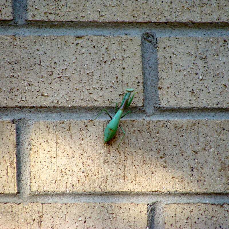 Leaf shadow projections of partial solar eclipse
