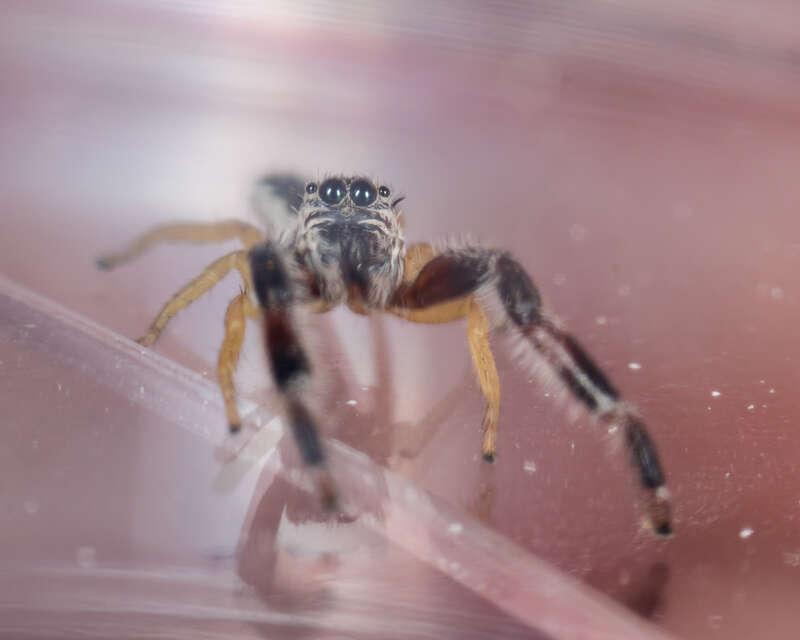 Pike Slender Jumping Spider (Marpissa pikei)