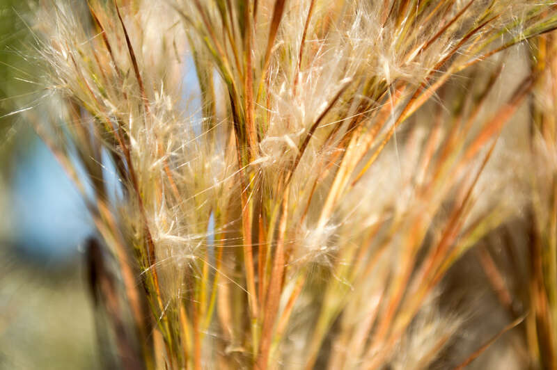 500px provided description: florida wetlands marsh grass [#foliage ,#grass ,#marsh ,#wetlands ,#Florida foliage]