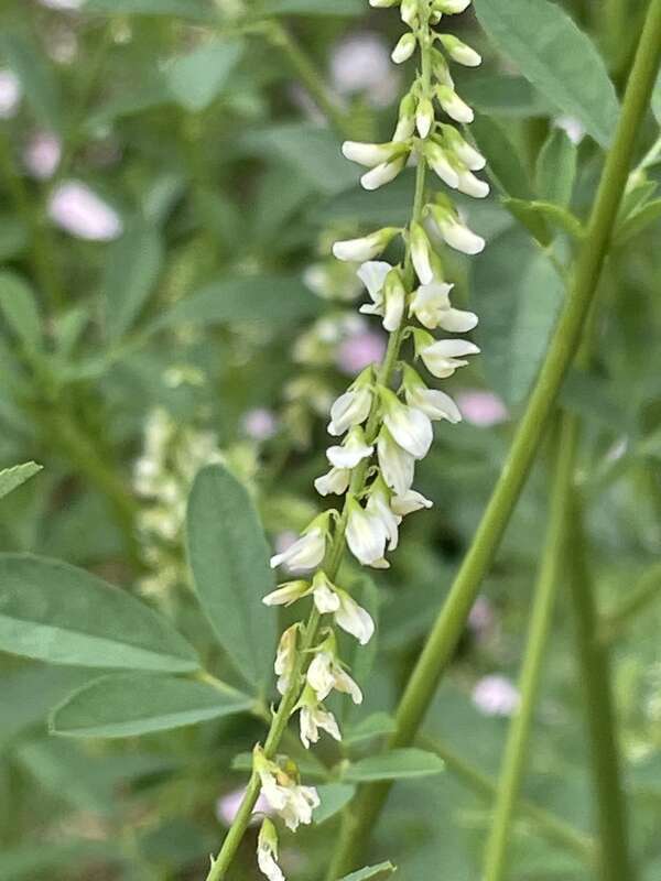 White Sweetclover (Melilotus albus)