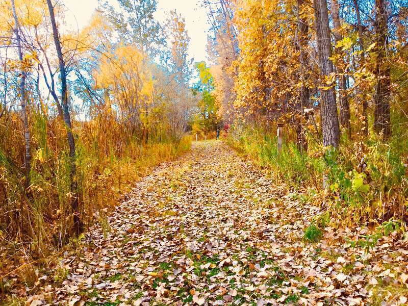 Fall leaves and fall trees