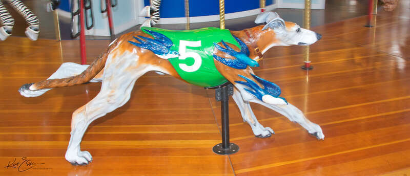 Neal was a real dog that raced at the Multnomah Greyhound Park near Portland, Oregon 33 times from 8/25/00, to 10/11/01. He had a respectable racing career with a few place finishes. He lived to be 10 years old.On the carousel he is life-sized and an