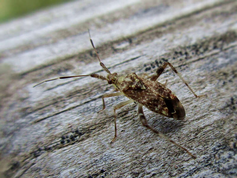 Neurocolpus spec. (Miridae) - (imago), Niagara (NY), United States