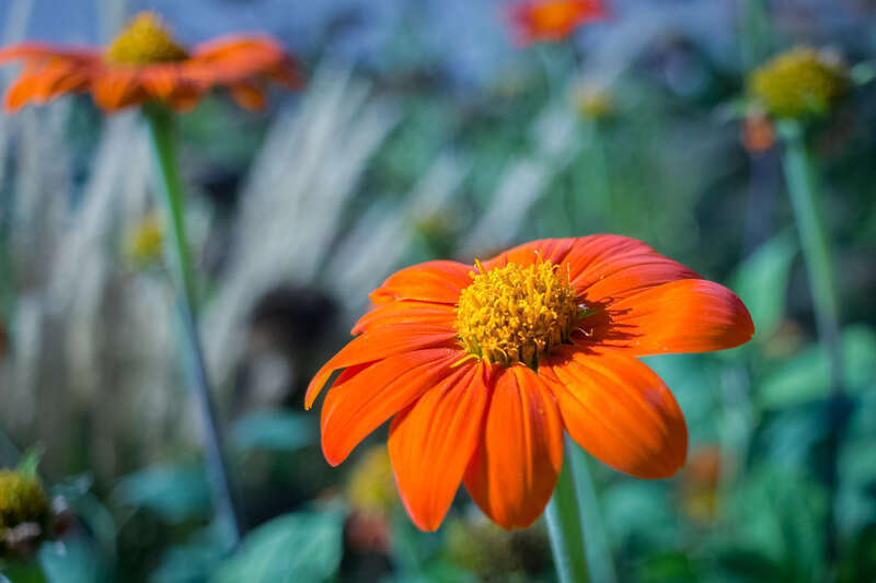 Orange flower in a municipal flower bed.   My two favorite colors (depending on the day) orange and green.