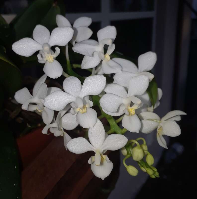 An orchid native, from Southeast Asia to the Philippines.