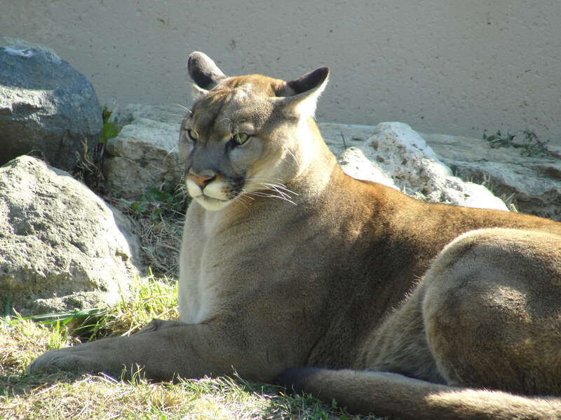 A cougar at the Phillips Park Zoo in Aurora, Illinois.