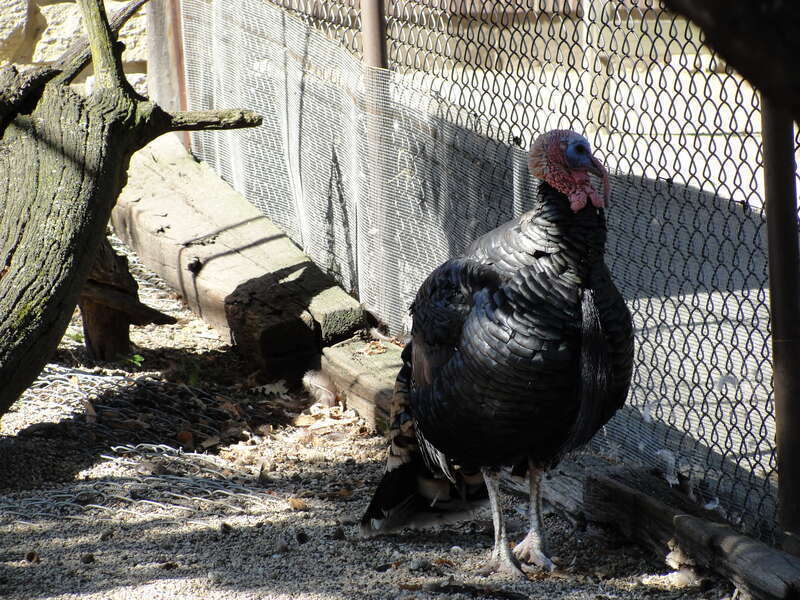 A Turkey at Phillips Park Zoo in Aurora, Illinois
