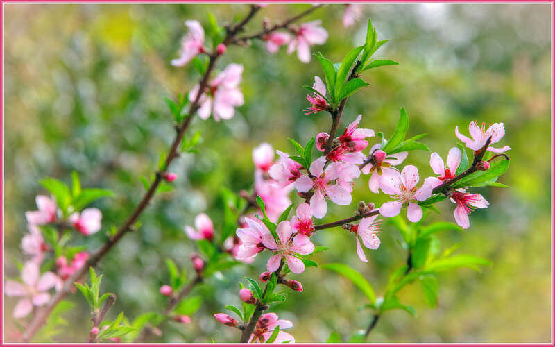500px provided description: Spring is Here!!  Time change this weekend! [#flowers ,#spring ,#flower ,#tree ,#pink ,#flora ,#blossom]