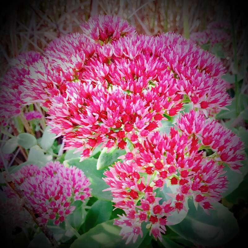 This is a picture of a pink flower that I took for my technology class and contest.