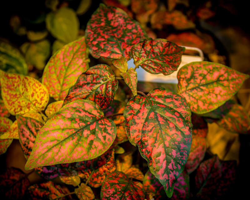Plant, UMD Greenhouse