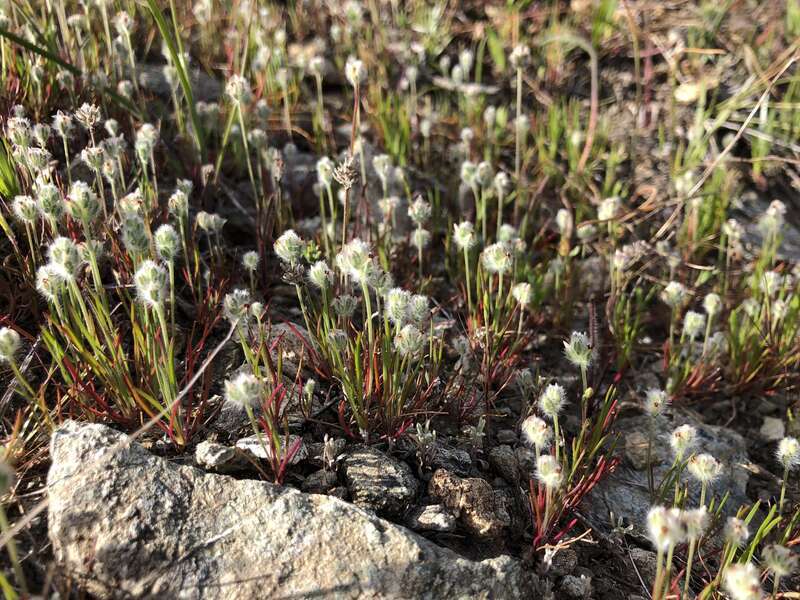 dot-seed plantain (Plantago erecta)