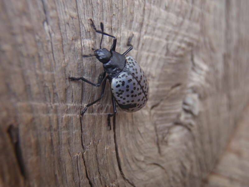 Pleasing Fungus Beetle, (Cypherotylus californicus), family Erotylidae, in Colorado