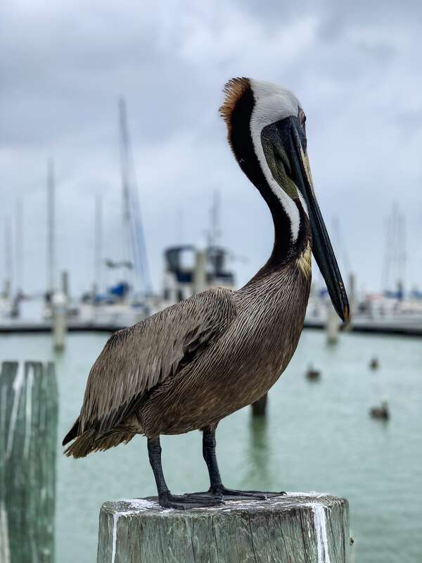 portrait of a pelican