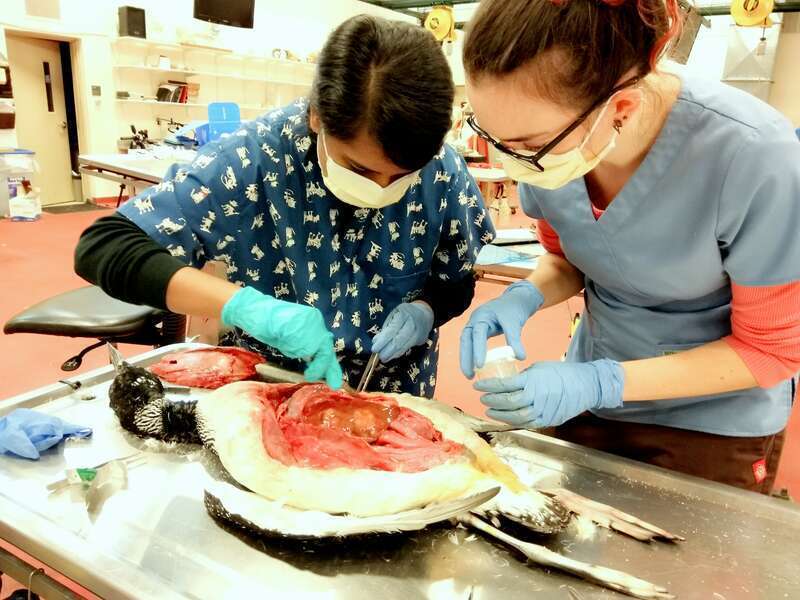 Loon bird is known as a sentinel species or a ecological indicator. Sudden death and increased mortality signals about a possible threat. This necropsy has taken place on a Loon bird died from unknown cause which was collected from MA, USA.