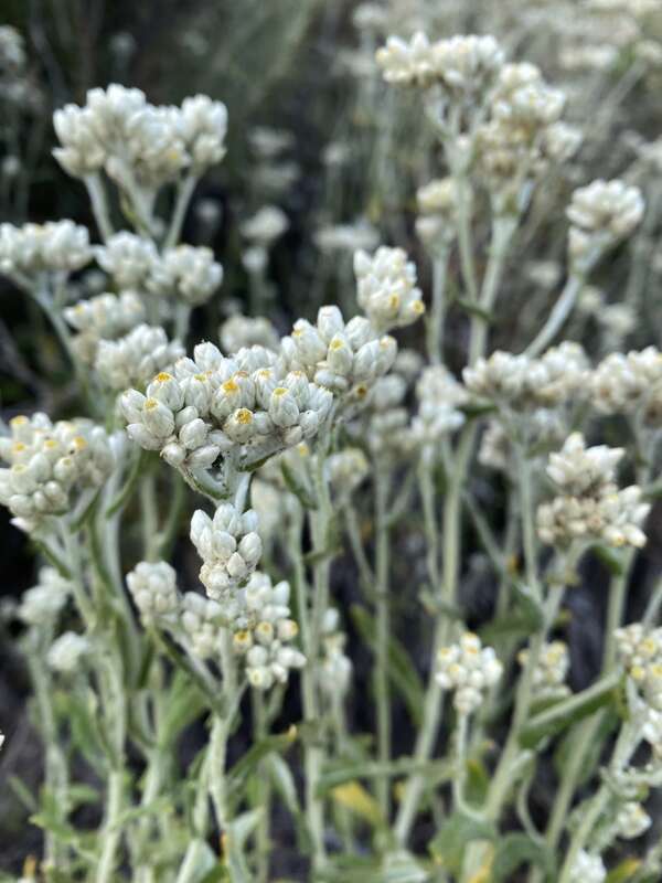 Two-color Rabbit Tobacco (Pseudognaphalium biolettii). Species of plant.