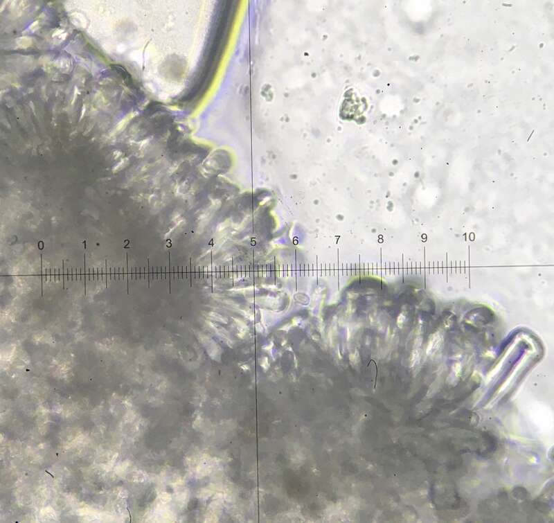 Pseudosperma friabile