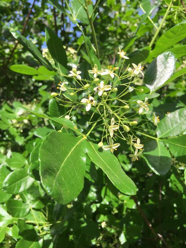 Western Hoptree (Ptelea crenulata)