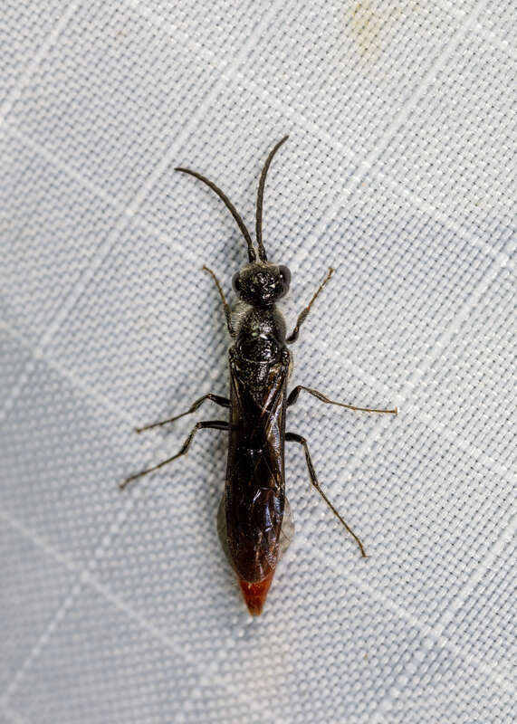 Pterombrus rufiventris photographed in Grapevine, Texas.