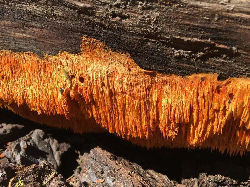 Pycnoporellus alboluteus