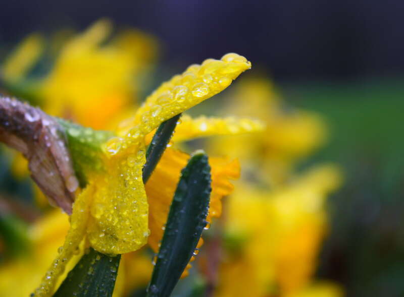 Raindrops