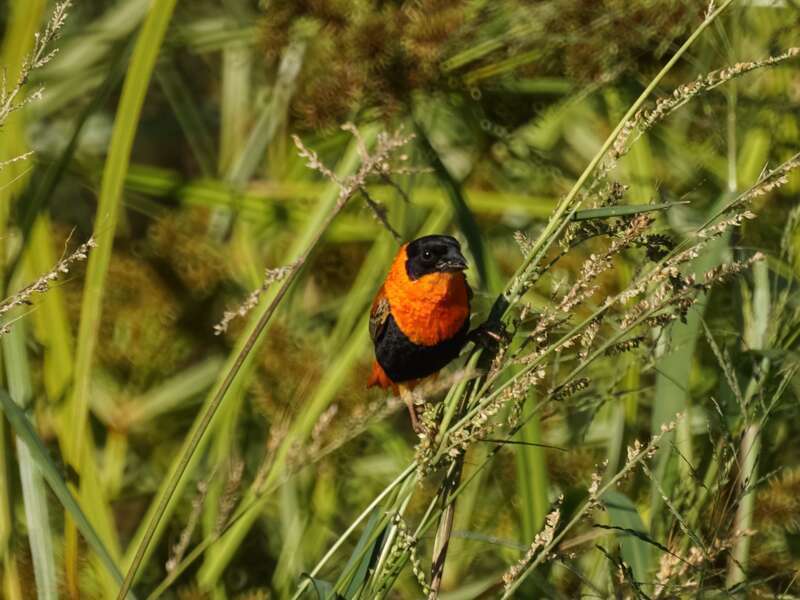 Red Bishop