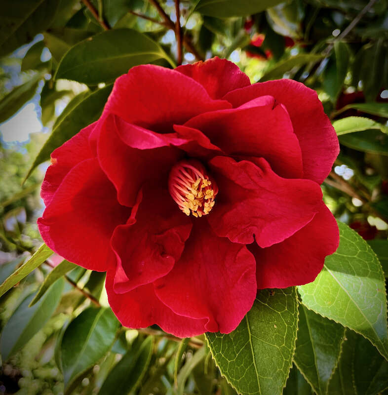 Elizabeth F. Gamble Garden, Palo Alto.
Camellias were in fine form yesterday on our brief visit.
Keep this lovely garden in mind when visiting the Stanford-Menlo Park-Palo Alto area. Admission is free, plenty of free parking -- and it's a great