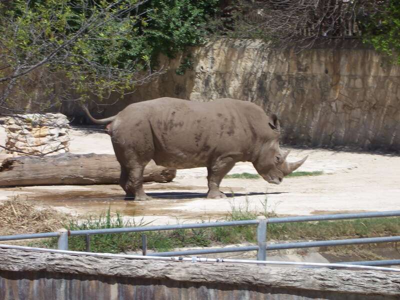 Rhinoceros at the San Antonio Zoo