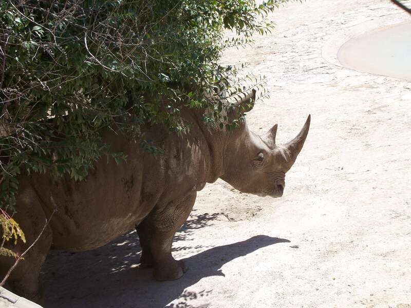 Rhinoceros trying to keep cool in the shade at the San Antonio Zoo