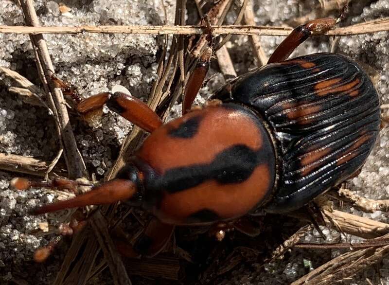 Rhynchophorus cruentatus uploaded from iNaturalist.