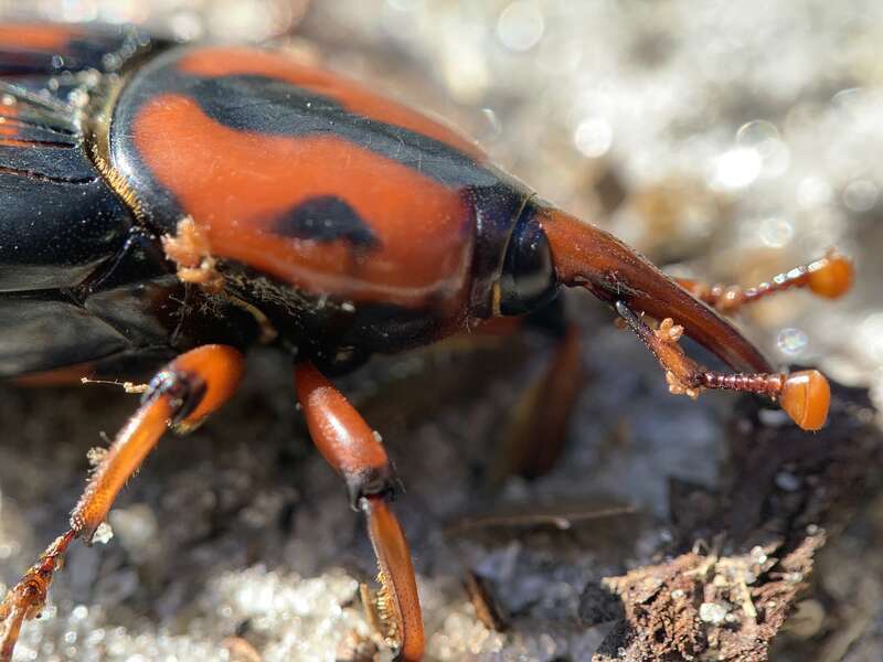 Photo of Rhynchophorus cruentatus uploaded from iNaturalist.